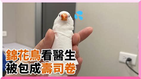 錦花鳥壽命